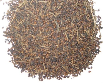 Bài thuốc trị bệnh từ hạt mã đề